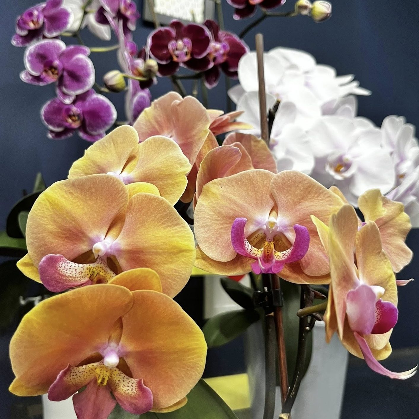 Florist Choice Bouquet - Image 6