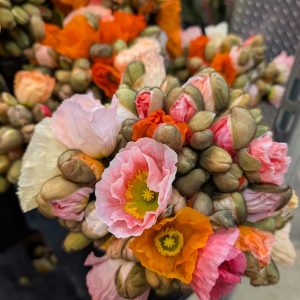 Poppy Market Bunch